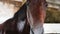 Closeup of the muzzle of a beautiful brown horse standing in a stall