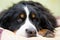 Closeup muzzle of Bernese Mountain dog Berner Sennenhund lie on human`s bed at home. Concept of warm friendship, love,