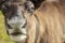 Closeup of a muzzle of a deer. Selective focus