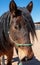 Closeup of the muzzle, forehead, eye, and mane of a part Friesian horse