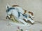 Closeup muzzle greyhounds. Swift Russian greyhounds on the hunt. Retro porcelain figurine of hunting dogs, collection.