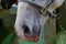 Closeup muzzle of white horse