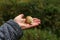 Closeup of a Mycologist holding a wild round mushroom in a forest