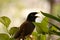 Closeup of a mynah bird