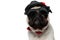 Closeup of mysterious Pug puppy wearing hat, sunglasses and bowtie