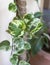 Closeup of a N\\\'joy photos money plant hanging branch with selective focus