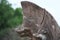 Closeup of Naga at Phnom Rung, Buriram`s Khmer temple on volcano, in Thailand