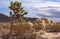 Closeup of namesake tree and boulder in Joshua Tree National Park, CA, USA