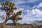 Closeup of namesake tree in Joshua Tree National Park, CA, USA