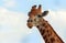 Closeup namibian giraffe on blue sky background