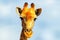 Closeup namibian giraffe on blue sky background