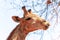 Closeup namibian giraffe on blue sky background