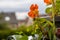 Closeup of nasturtium plant with orange flowers