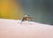 Closeup of a nasty insect mosquito sitting on her hand and drink