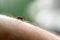 Closeup of a nasty insect mosquito sitting on her hand and drinks the blood of the pierced skin. The concept of harmful parasites