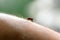 Closeup of a nasty insect mosquito sitting on her hand and drinks the blood of the pierced skin. The concept of harmful parasites