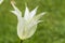 Closeup of National Dutch White Tulip of sort JOHAN CRUIJF