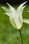 Closeup of National Dutch White Tulip of sort JOHAN CRUIJF