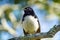 Closeup native Australian Willy Wagtail bird sitting on tree branch