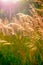 Closeup of native prairie grass at golden hour, vertical