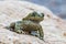 Closeup of Natterjack Toad