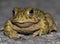 Closeup of natterjack toad (Epidalea calamita) on the stony ground