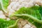 Closeup natural background of cauliflower with leaves and veins on them and drops of water