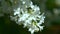 Closeup. Natural blurred background. bunches of white lilac on the bush