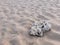 Closeup natural dead white coral on wavy sand