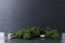 Closeup of natural green moss and rocks on the damp dark surface against grey wall