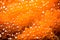 Closeup of natural red caviar as background, texture of expensive luxury fresh orange caviar macro photo