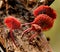 Closeup of a natural red mycena mushroom