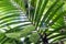 Closeup of natural vegetation of Mount Eden park in New Zealand