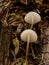 Closeup of a natural white mycena mushroom
