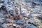 Closeup nature detail of small frosted icy plants and dry, dead frozen leaves with rime covering the ground with crisp