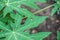 Closeup on nature green freshness papaya leaves.