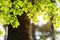 Closeup nature view of green beech leaf on spring twigs