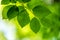 Closeup nature view of green beech leaf on spring twigs