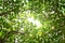 Closeup nature view of green leaf in the beams of sunlight. Natural green plants landscape, ecology, fresh wallpaper concept