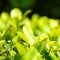 Closeup nature view of green leaf in garden at summer ecology ba