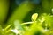 Closeup nature view of green leaf in garden at summer ecology ba