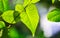 Closeup nature view of green leaf in garden at summer under sunlight. Natural green plants landscape using as a background or wall