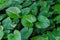 Closeup nature view of green leaf texture, Homalomena rubescens Kunth (King of Heart) , nature background, tropical leaf