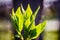 Closeup nature view of green leaves