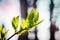 Closeup nature view of green leaves