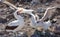 Closeup of Nazca booby parent and adolescent with spread wing