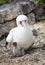 Closeup of Nazca booby parent and newborn baby bird seated on groun