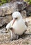 Closeup of Nazca booby parent and newborn baby bird seated on ground