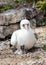 Closeup of Nazca booby parent and newborn baby bird seated on ground