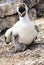 Closeup of Nazca booby parent and newborn baby bird seated on ground on Genovesa Island in the Galapagos